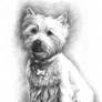 White Terrier Portrait