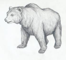 Cave bear