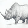 The Woolly Rhinoceros II