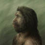 Homo erectus