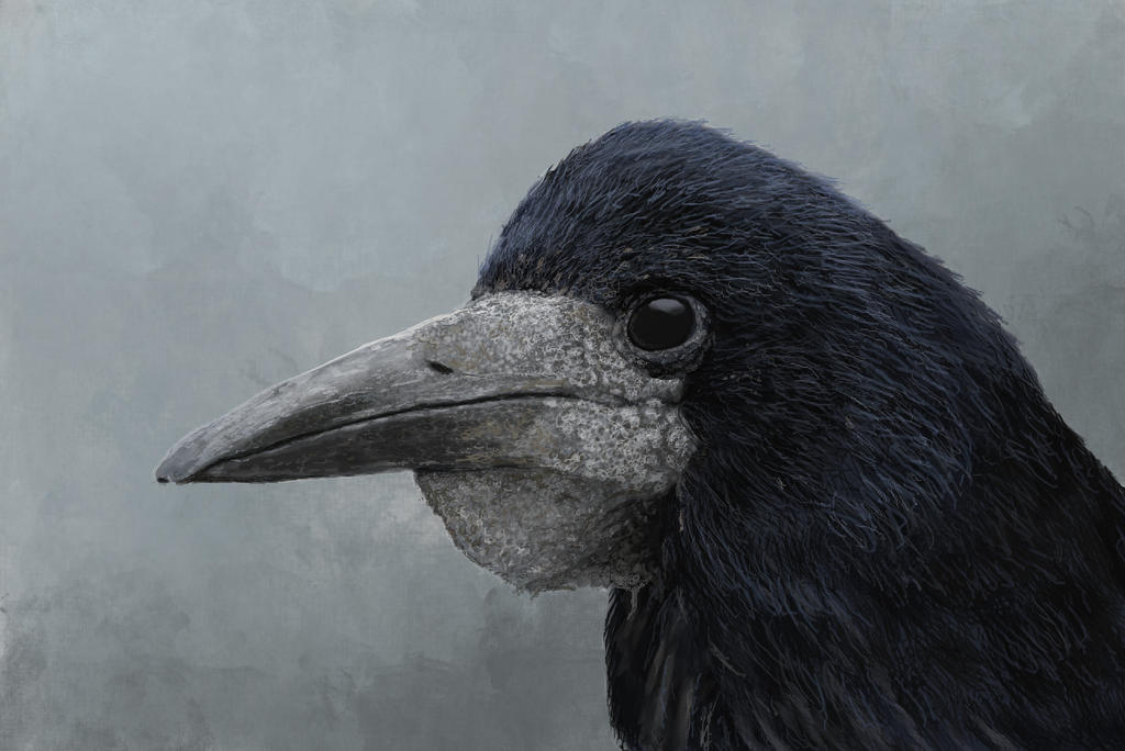 Rook by Mihin89 on DeviantArt