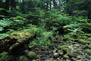 a sea of green