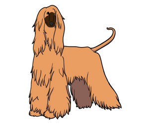 Afghan Hound