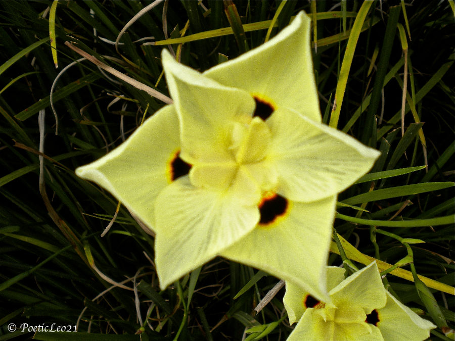 Double Yellow Pinwheel by PoeticLeo21 on DeviantArt