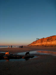 San Diego dog beach