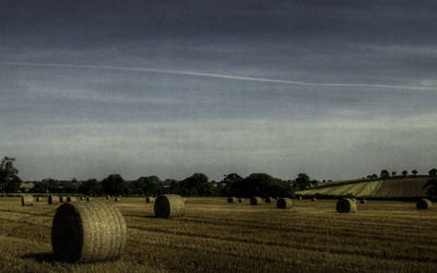 Bails of hay