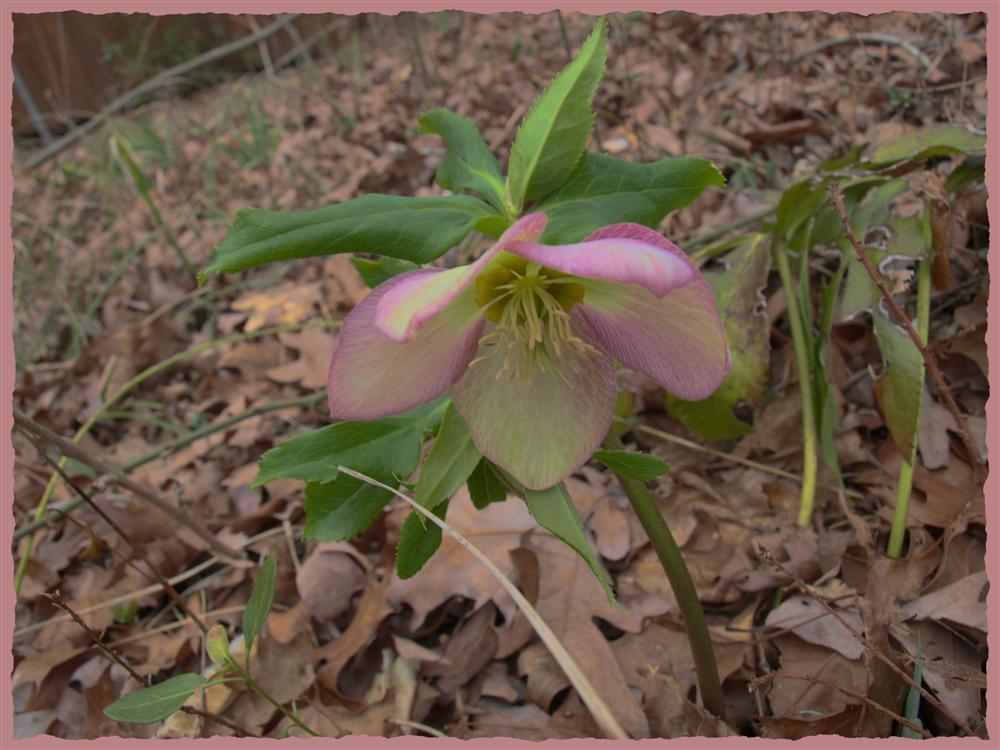 SPRING  FLOWER