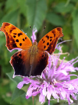 The butterfly and the bee balm