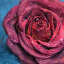 Rose d'hiver 2