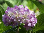 Hydrangea by Melusine8