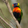 Rainbow Lorikeet