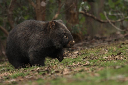 Wombat