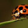 Ladybird2