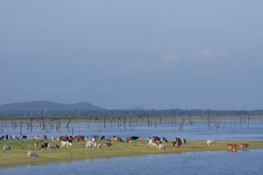 Grazing cattle with wild elephants in the distance