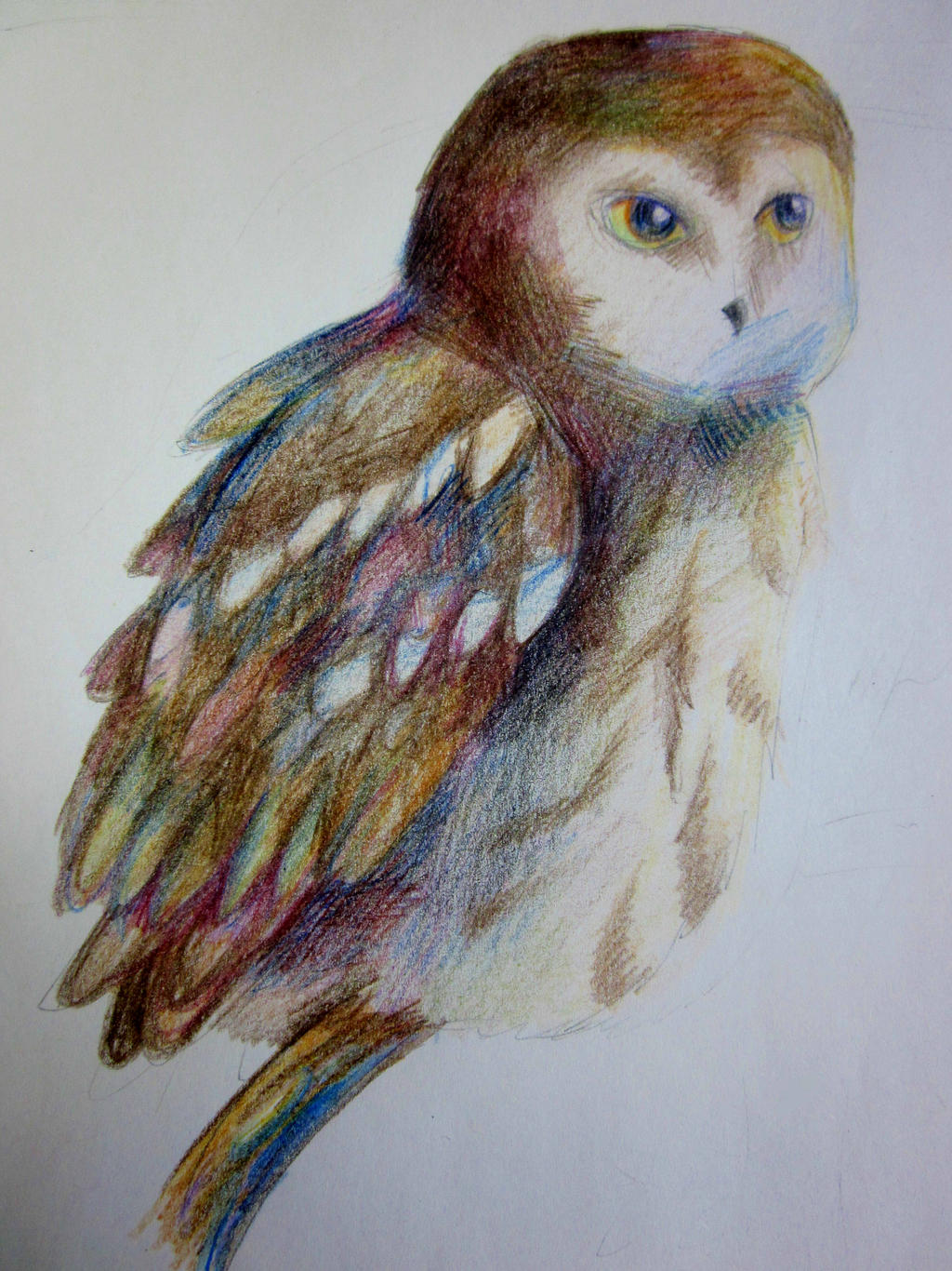 Northern Saw whet Owl