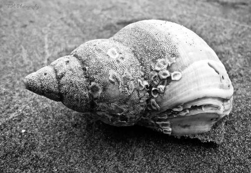 Shell Macro Version-2