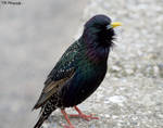 Starling in portrait (3) by RedViking-82