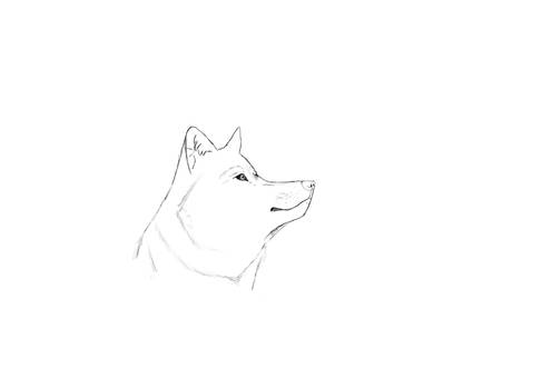 Wolf's Fixed Nose