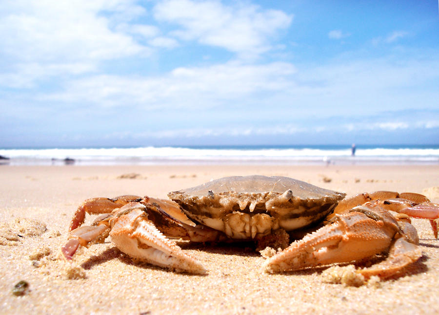 Chillin' By the Beach