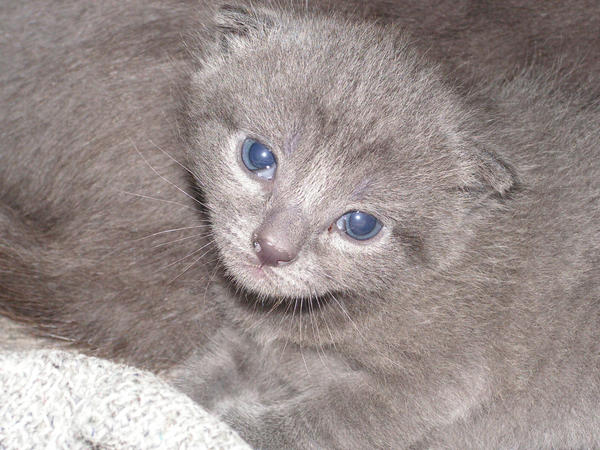 Petit Chaton Gris By Kfjg On Deviantart Petit Chaton Gris By Kfjg On Deviantart