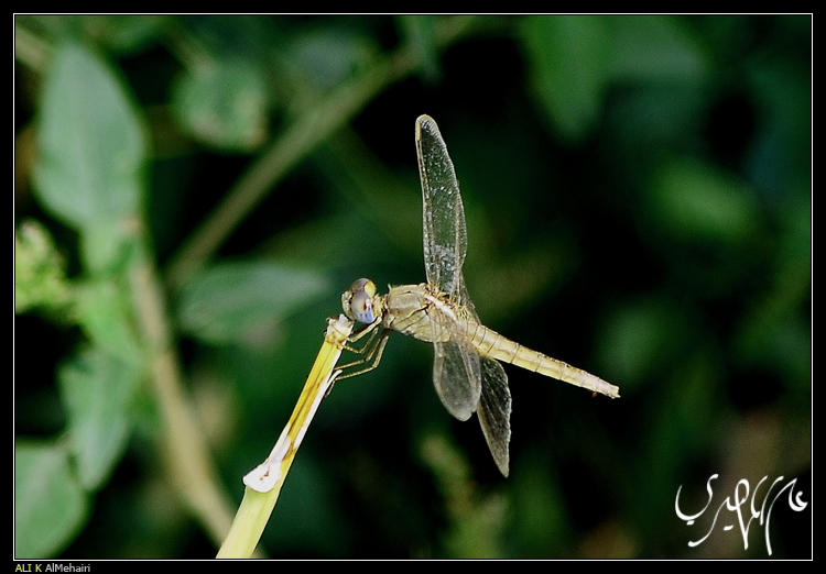 Am Ali Insect insect by ali-almuhairi on DeviantArt