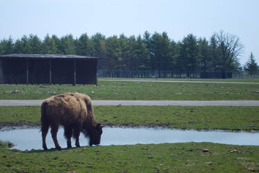 Safari : Bison