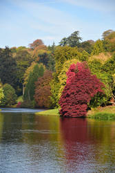 red tree