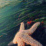 Starfish2