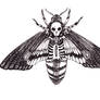 death's moth