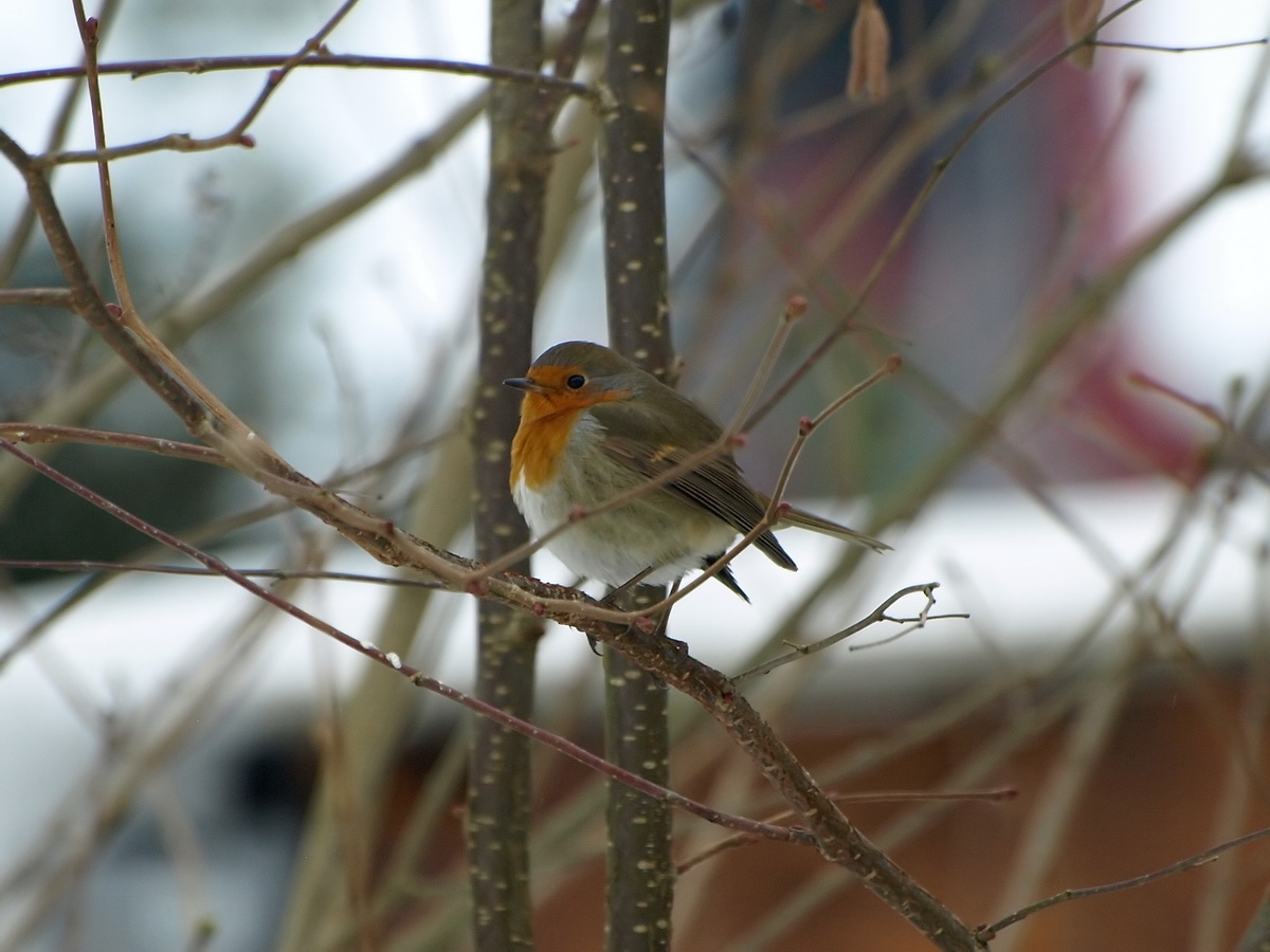 Jan 5 Redbreast 2