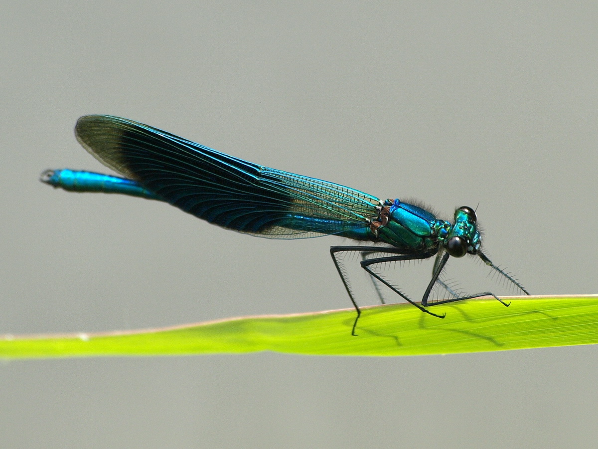 June 13 Banded Demoiselle