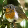 August 1 Robin 2