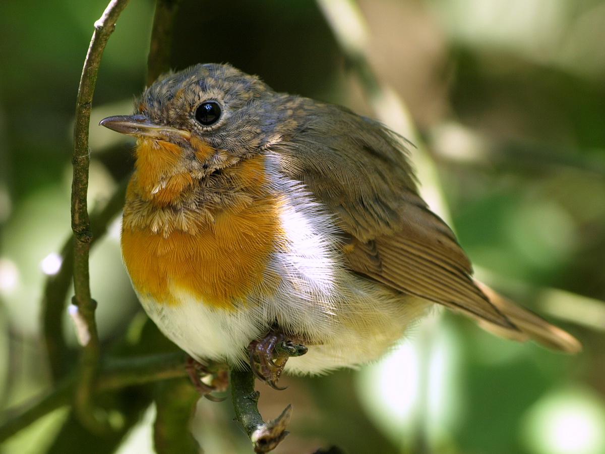 August 1 Robin 2