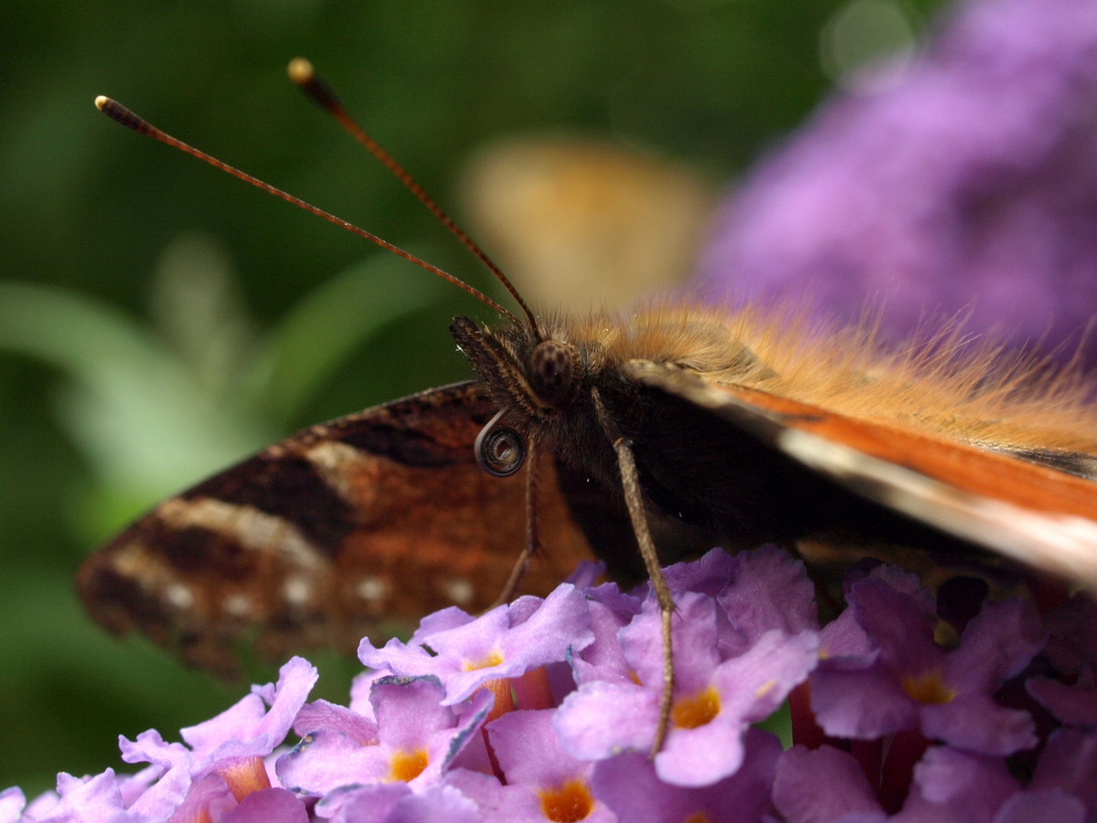 July 26th European Peacock butterfly 3