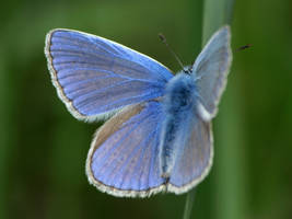 July 31st Gossamer-Winged Butterfly 3