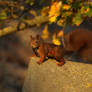 October 26th Squirrel 8