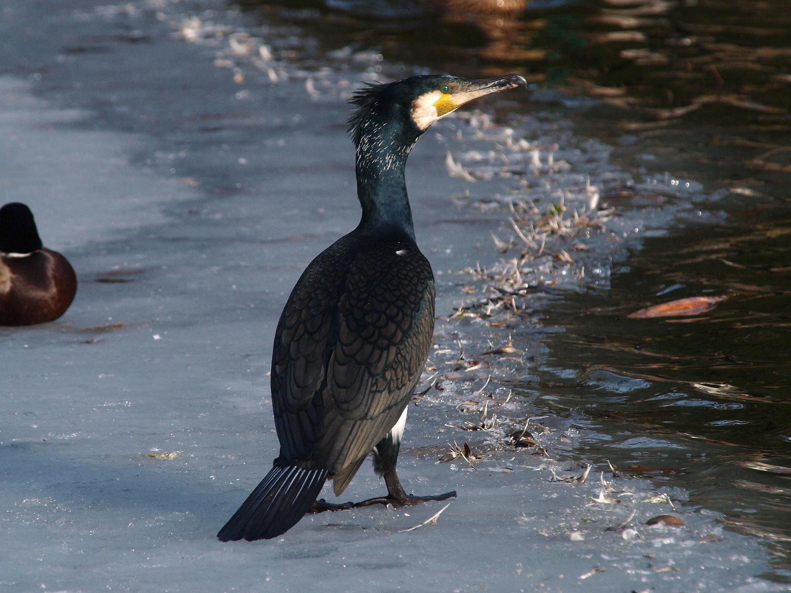 March 4th, Cormorant