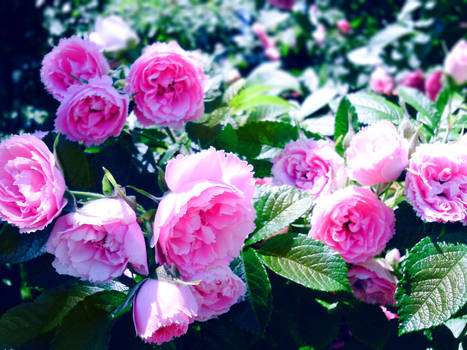 Pink flowers