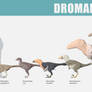 Dromaesauridae size comparison