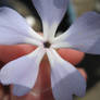Another flower