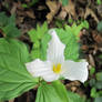 A flower