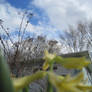yellow flower and blue sky