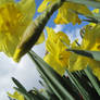 Some Flowers, Sunny Side Up.