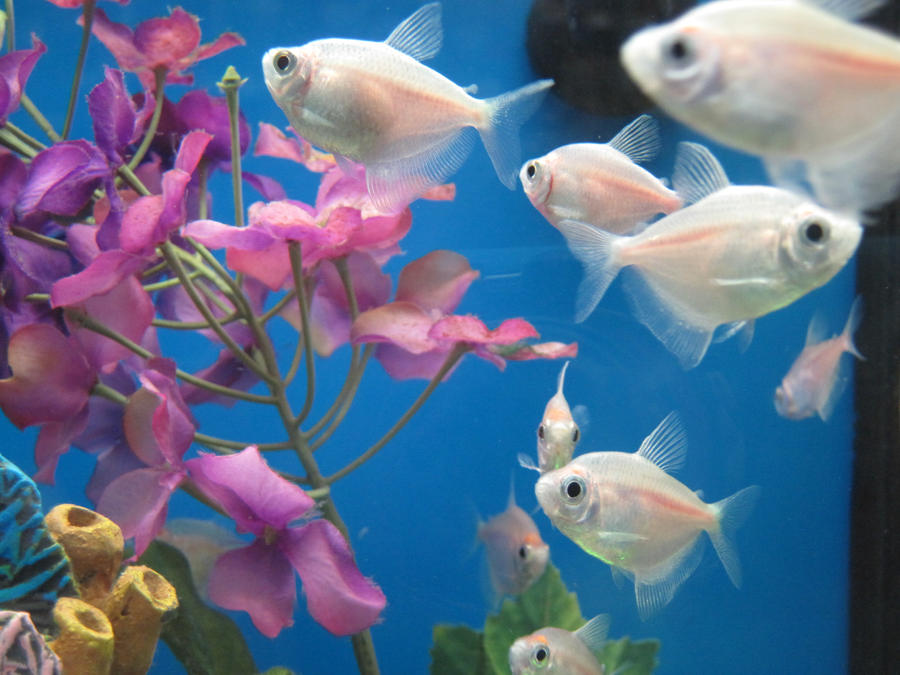 Walmart Fish