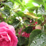 Flowers.