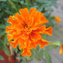 Again. Flowers