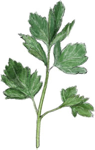 Parsley