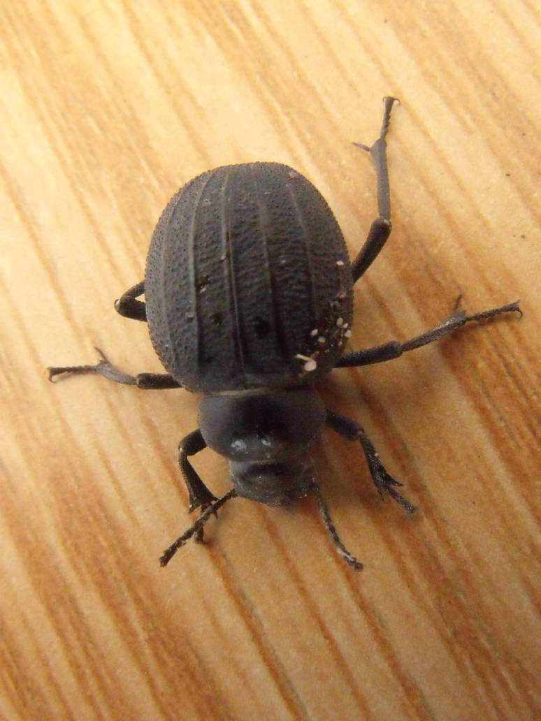 Pimelia bipunctata 3 by PrincessOfTheDark on DeviantArt