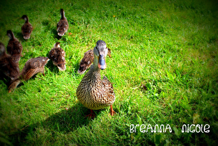 Mama Duck. by breannanicole on DeviantArt