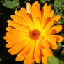 Marigold